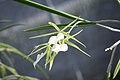 Brassavola subulifolia