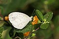 * Nomination Close wing Nectaring posture of Leptosia nina (Fabricius, 1793) - Psyche --Sandipoutsider 19:55, 28 October 2024 (UTC) * Promotion  Support Good quality. --ReneeWrites 21:26, 28 October 2024 (UTC)