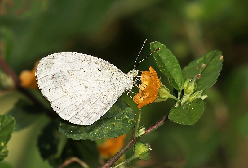 File:Close wing Nectaring posture of Leptosia nina (Fabricius, 1793) - Psyche WLB.jpg