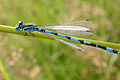 Coenagrion mercuriale