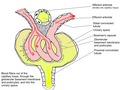 Petljasti glomerulski kapilari između arteriola