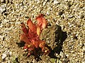 3.a Holoparàsita Hyobanche sanguinea, Goegap N.R., Namaqualand, northern cape, Sud-àfrica