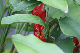 Heliconia angusta 6zz.jpg