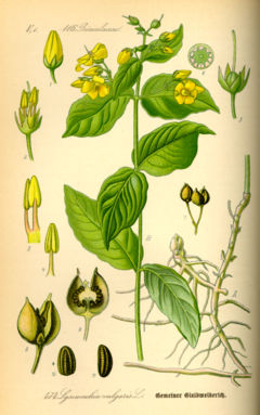 Harilik metsvits Lysimachia vulgaris