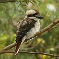 Juvenile Laughing Kookaburra (back view)