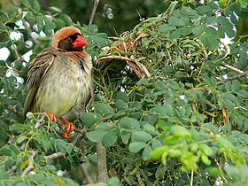 Male 紅嘴奎利亞雀 at nest concealed in thorny Senegalia（英语：Senegalia nigrescens） shrub