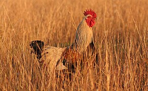 ♂ Gallus gallus subsp. domesticus (Chicken)