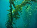 Giant kelp