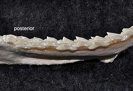 Lower teeth, posterior