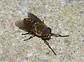 * Nomination A male horse-fly (Tabanus eggeri) -- Alvesgaspar 22:47, 12 August 2013 (UTC) * Promotion Good Quality --Rjcastillo 23:17, 12 August 2013 (UTC)