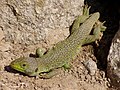 Reptil: Lagarto ocelado