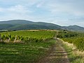 Weinfelder bei Abasár, im Hintergrund das Matra-Gebirge