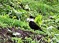 Turdus albocinctus (cat.)