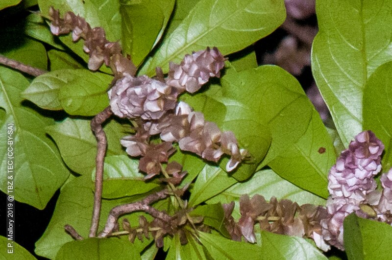 File:2019-04-06 TEC-8359 Terminalia amazonia, inflorescences, infructescences - E.P. Mallory.jpg