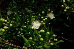 Myrteblomster set i garrigueen på Korsika.