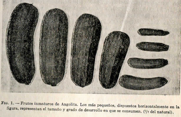 1943, Cucurbita pepo Zapallito de Italia, Largo, de Génova, Nápoli, Nápole, Tronco Alargado (Buenos Aires), Angolita o Zapallito Angola (Salta y Tucumán). A la izquierda maduros, a la derecha inmaduros listos para consumir. La morfología se encontraba entre el "Boston Greek" y el "Zucchini".[cita 44]​