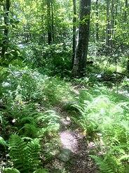 Nehantic Trail off Green Falls Rd near southeastern trailhead.