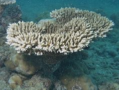 Acropora microclados