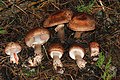 Agaricus fuscofibrillosus