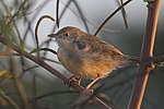 Thumbnail for File:Bubbling Cisticola 110ND500 DSC7837.jpg