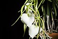 Brassavola nodosa