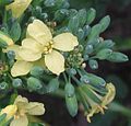 Broccoli flower