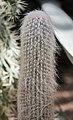 * Nomination Old Man Cactus (Cephalocereus senilis), Munich Botanical Garden, Germany --Poco a poco 15:20, 25 December 2013 (UTC) * Promotion  Support Good quality--Lmbuga 23:17, 25 December 2013 (UTC)