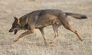 Loup en déplacement