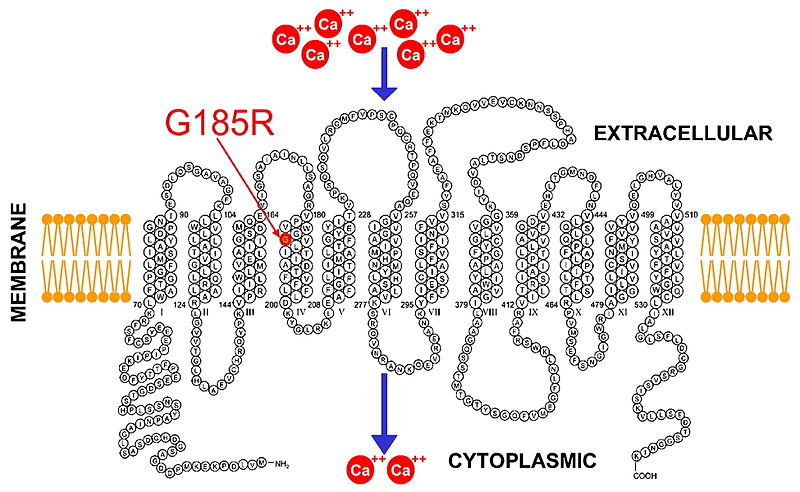 File:Channel transporter.jpg