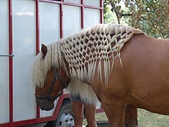 Continental braiding