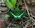 Papilio crino (Common Banded Peacock)