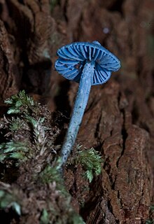 Entoloma hochstetteri.jpg