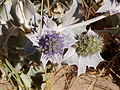 Flowers, Meia Praia beach, Lagos, Portugal