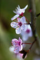 Flor da cerdeira.