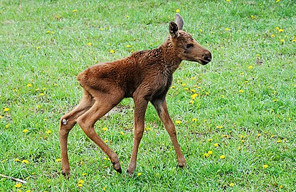 Faon d'Élan (Alces alces).