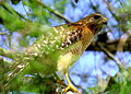 Vörösvállú ölyv (Buteo lineatus)