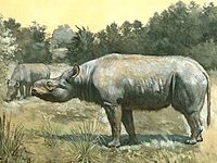 Subhyracodon