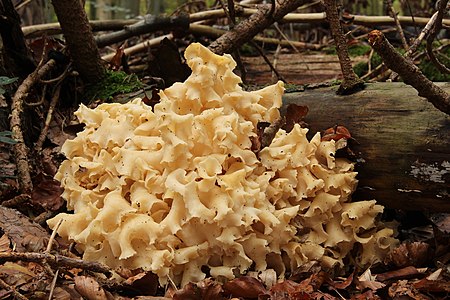 Sparassis crispa (Cauliflower Fungus)