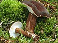 Ryzec černohlávek (Lactarius lignyotus)