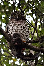 Powerful Owl (Ninox Strenua) observed with its prey in Primrose Park, Cammeray.