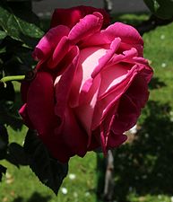 'Baronne Edmond de Rothschild', Meilland 1968 'Baccará' × 'Crimson King' × 'Peace'