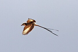 Streamer-tailed Tyrant (Gubernetes yetapa) (8077695651).jpg