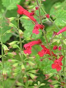 Salvia roemeriana