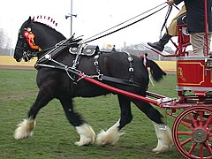 Photo d'un cheval noir au trot harnaché et natté tirant une voiture ancienne.