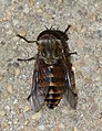 * Nomination A male horse-fly (Tabanus eggeri) -- Alvesgaspar 22:47, 12 August 2013 (UTC) * Promotion  Support Good quality--Lmbuga 00:40, 13 August 2013 (UTC)