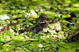 Pelophylax esculentus (Edible Frog)