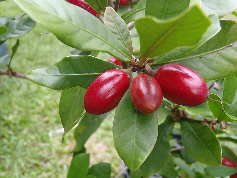 File:MiracleBerry.jpg