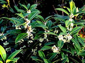 Osmanthus decorus