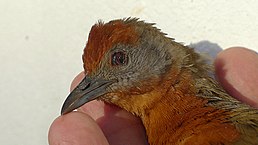 Деркач каєнський (Rufirallus viridis)