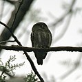 Asian barred owlet